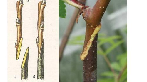 comment planter un pommier au printemps par copulation