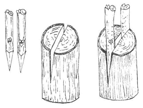 inoculation fente