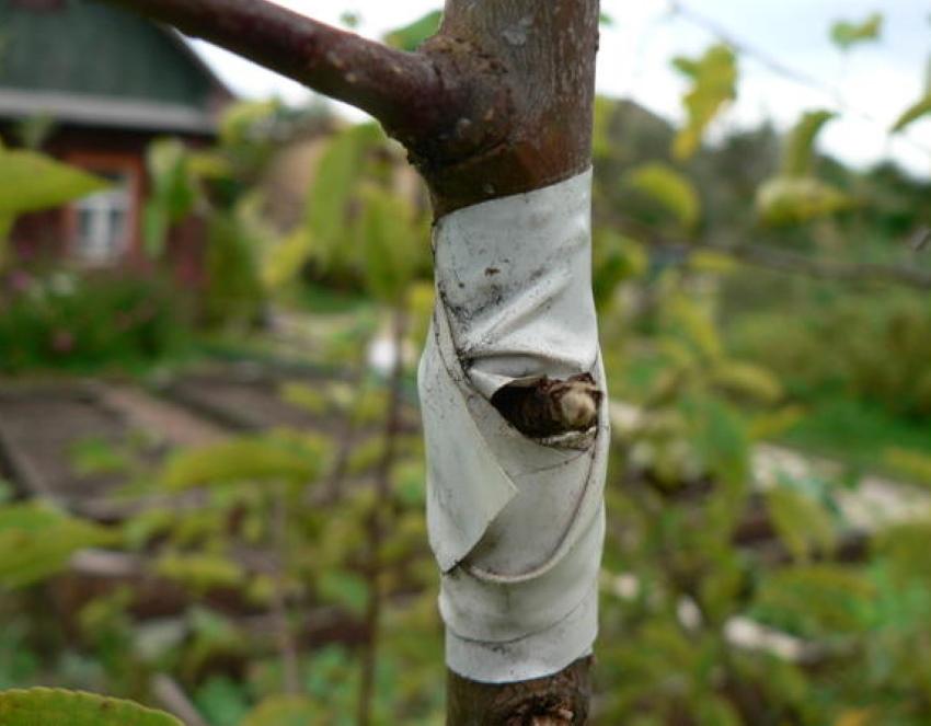 quand planter un pommier en été