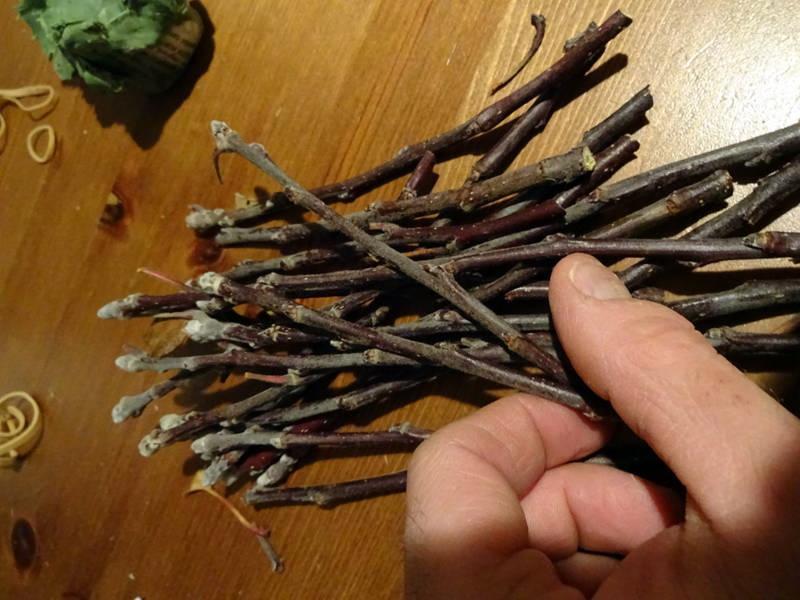 récolte de boutures