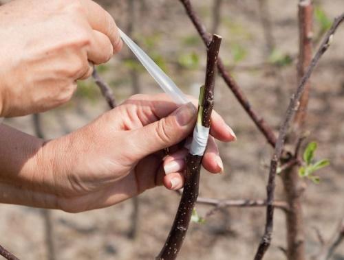 comment planter un pommier au printemps