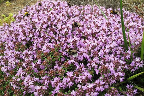 planter du thym dans le jardin