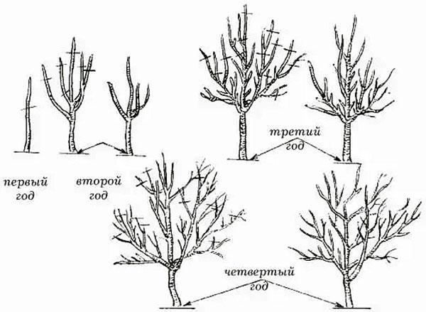 formation de couronne de noix