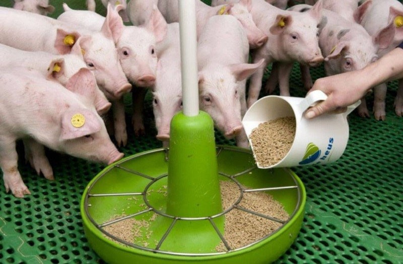 tourteau de soja en nutrition animale