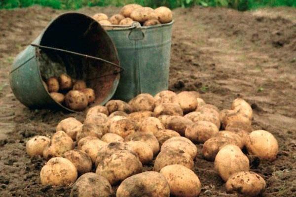 protección contra gusanos de alambre para patatas