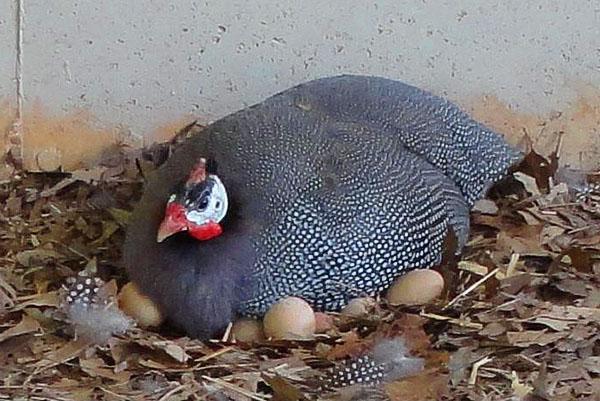 gallina pintada