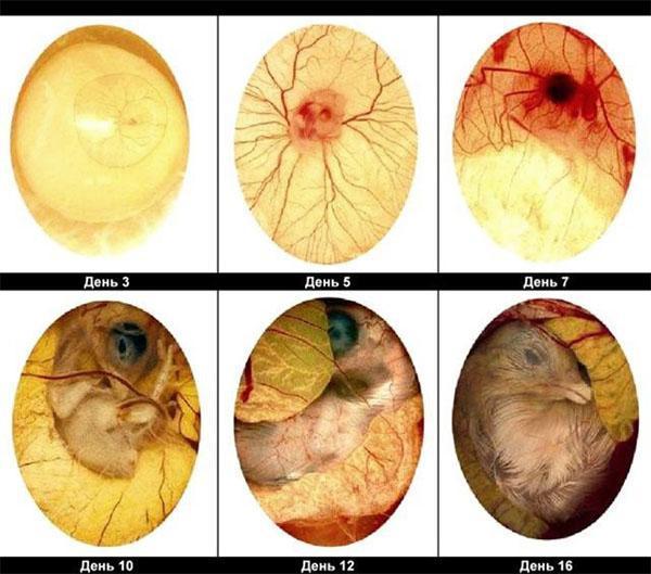 développement de l'embryon