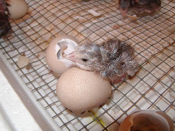 poussins à couver