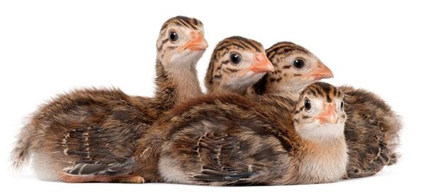 poussins de pintade