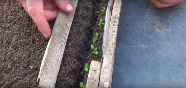 cueillette de semis d'alyssum