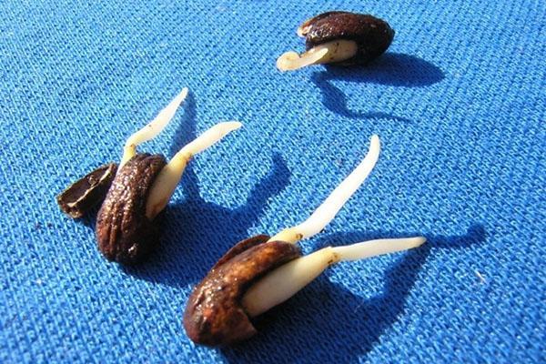 semillas germinadas