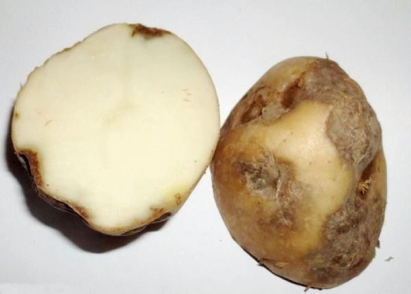 alternaria en tubérculos