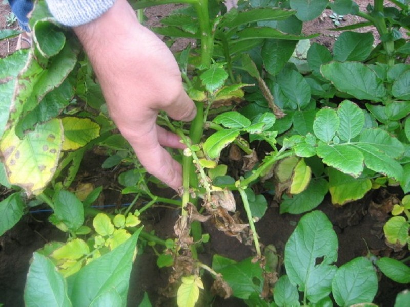 Patata Alternaria