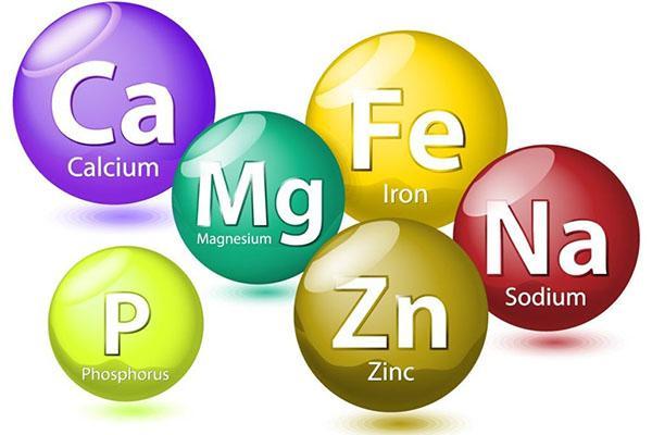 vitamines nécessaires aux mûres