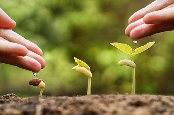 mejorar el crecimiento de las plantas