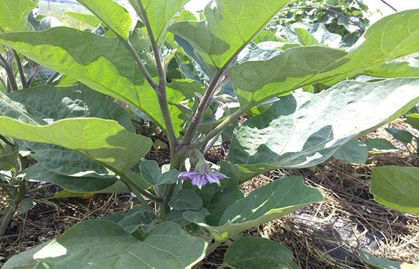 planta después de la aplicación de regulador de crecimiento vegetal