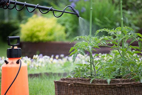 tratamiento de plantas con regulador de crecimiento