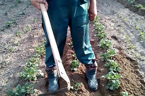 aporcar patatas con un cortador plano