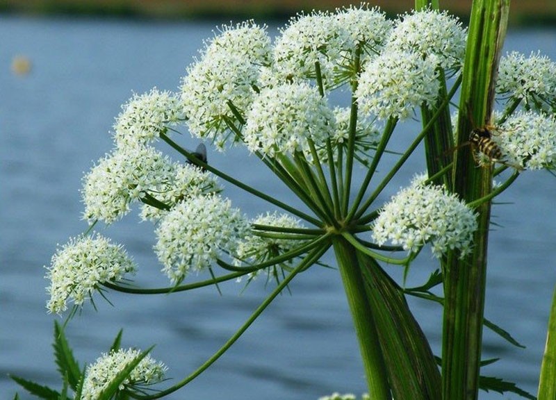 cicuta de agua