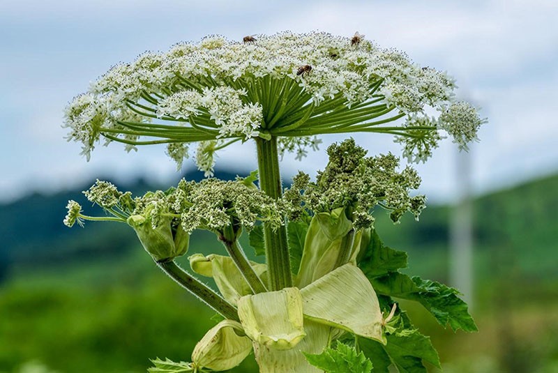 plantas venenosas hogweed