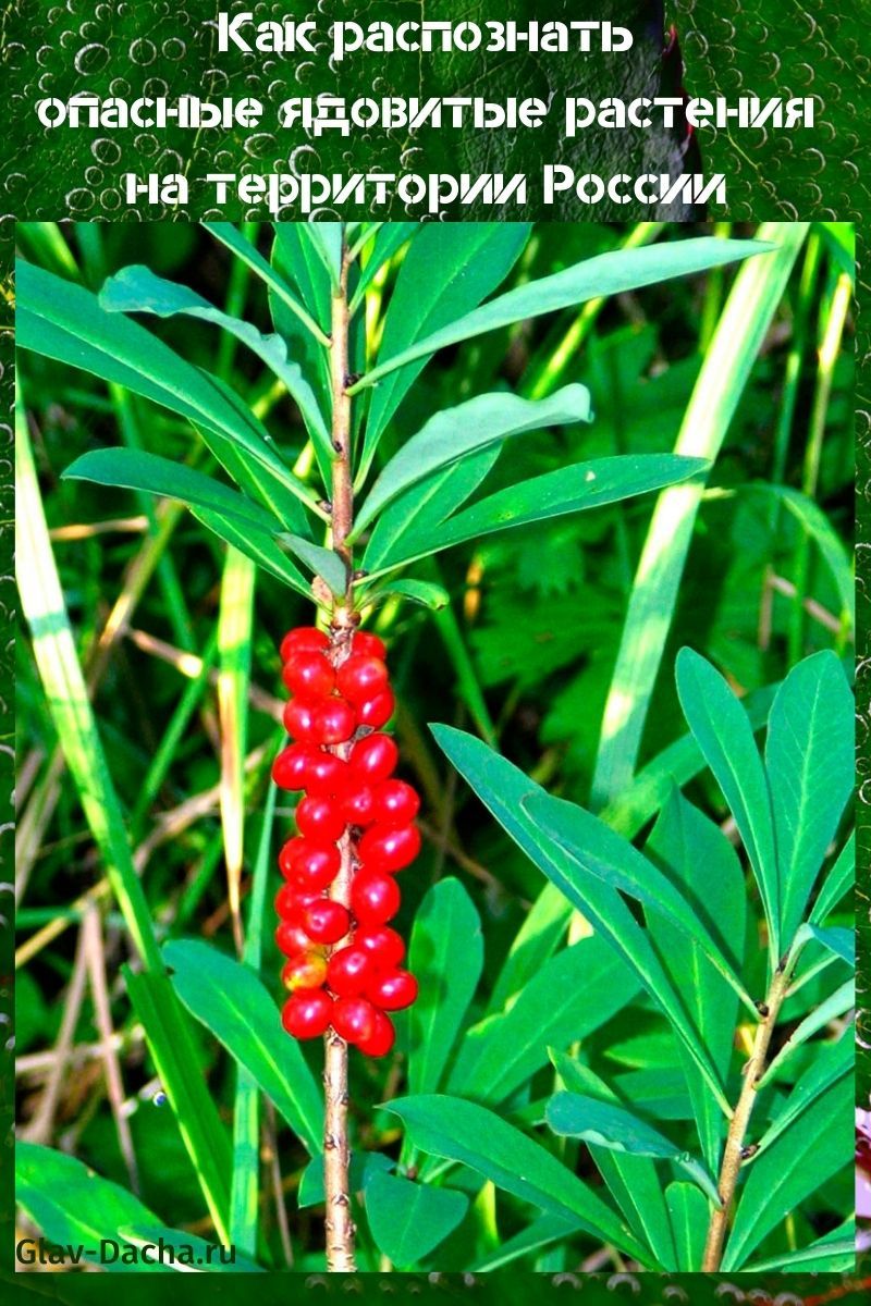 plantes vénéneuses