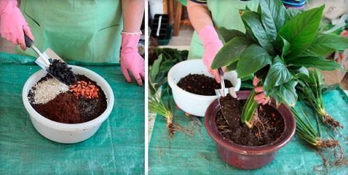 trasplante de spathiphyllum