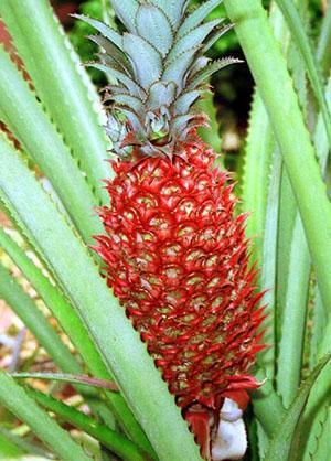 Piña cultivada en maceta