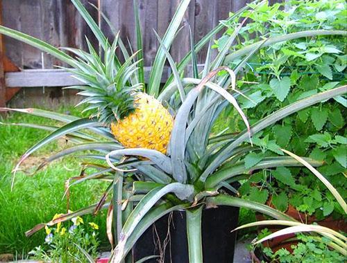 À la maison, l'ananas est cultivé à partir d'une touffe