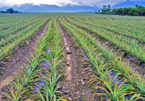 En las plantaciones, las piñas se cultivan a partir de pecíolos enraizados.