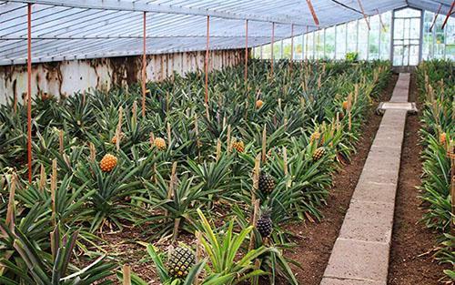 Cultivo de piña en invernadero