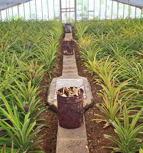 Pour arroser les ananas, utilisez de l'eau tiède acidifiée