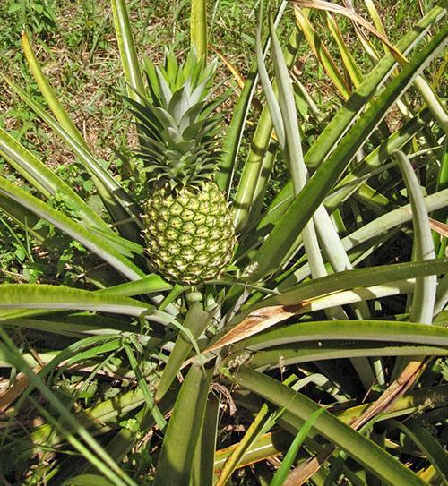 La piña madura en la plantación.