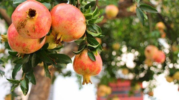 las frutas de la granada maduran