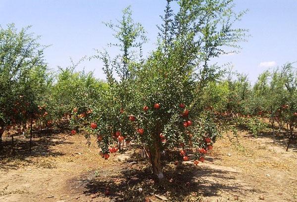 fructificación de un jardín joven