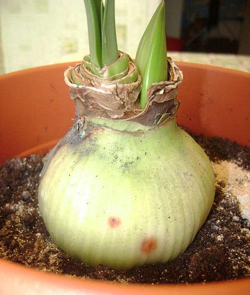 Ampoule d'hippeastrum