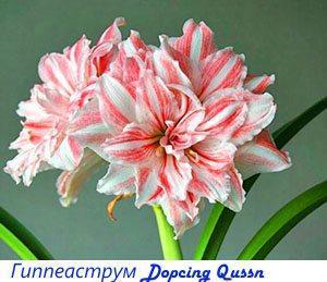 Hippeastrum Dopage Qussn