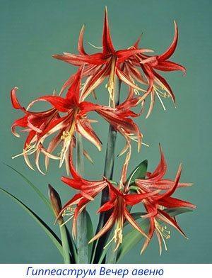 Avenue du soir Hippeastrum