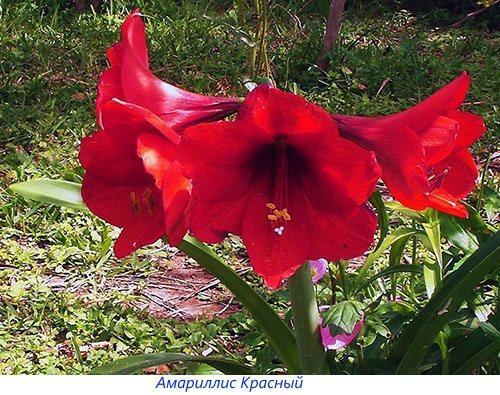 Rouge Amaryllis