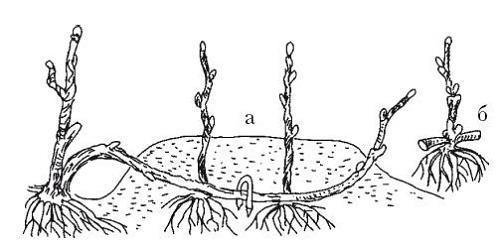 reproduction par superposition