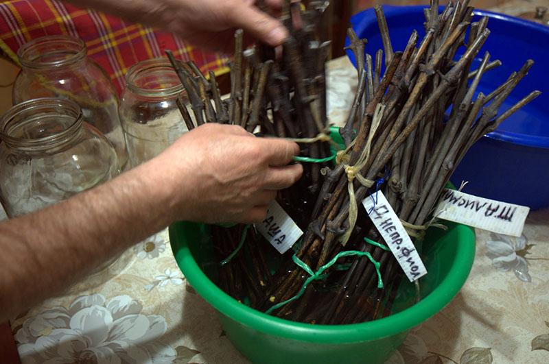 esquejes de uva en agua