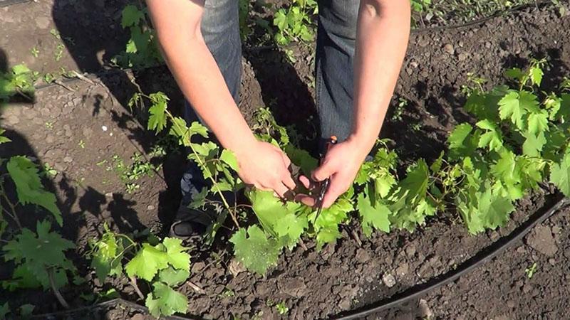 cómo propagar las uvas de diferentes maneras