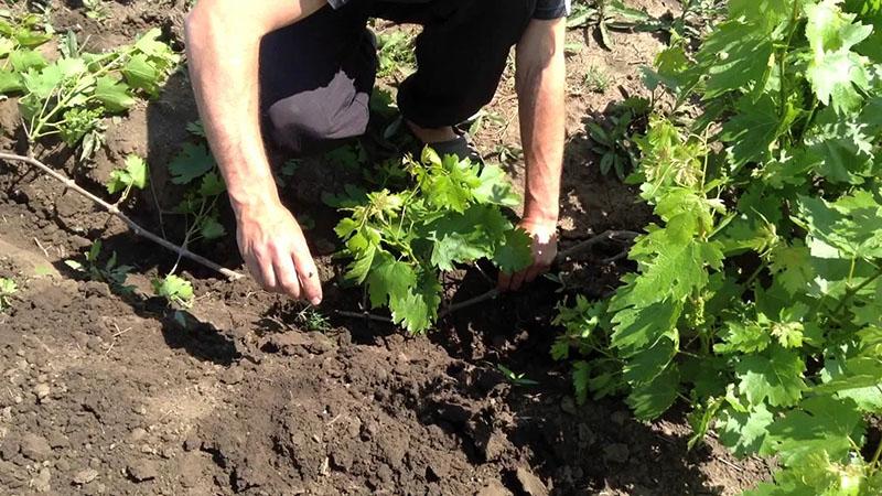 propagación de uvas por capas