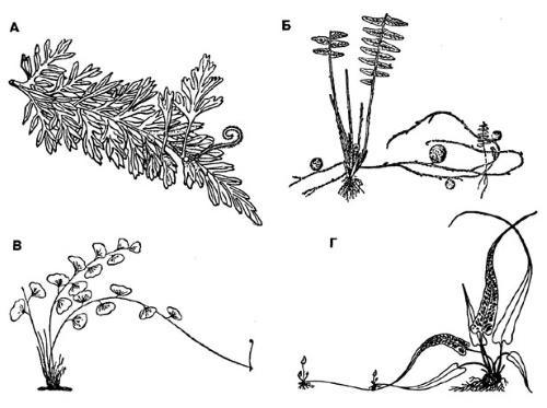 propagación de brotes