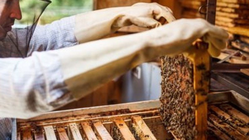 ¿Por qué necesita la reproducción de abejas por capas?