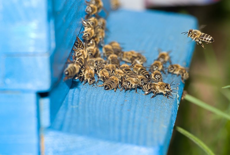 famille d'abeilles