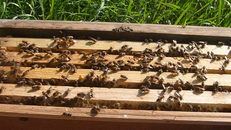enjambre de abejas por el método taranov