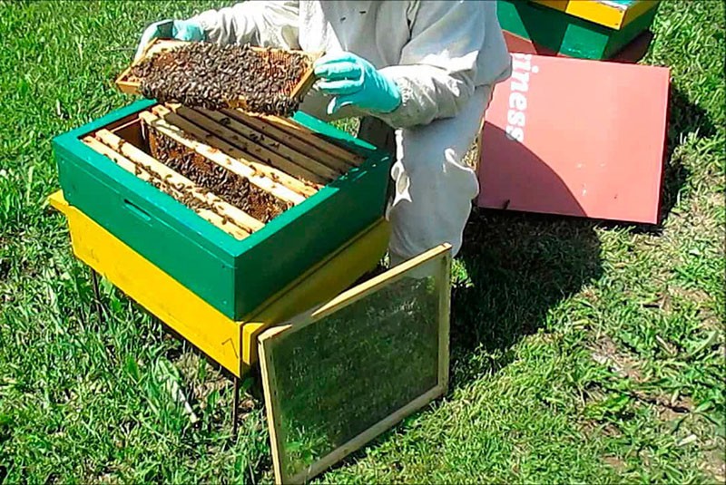 enjambres de abejas según el método Simmins