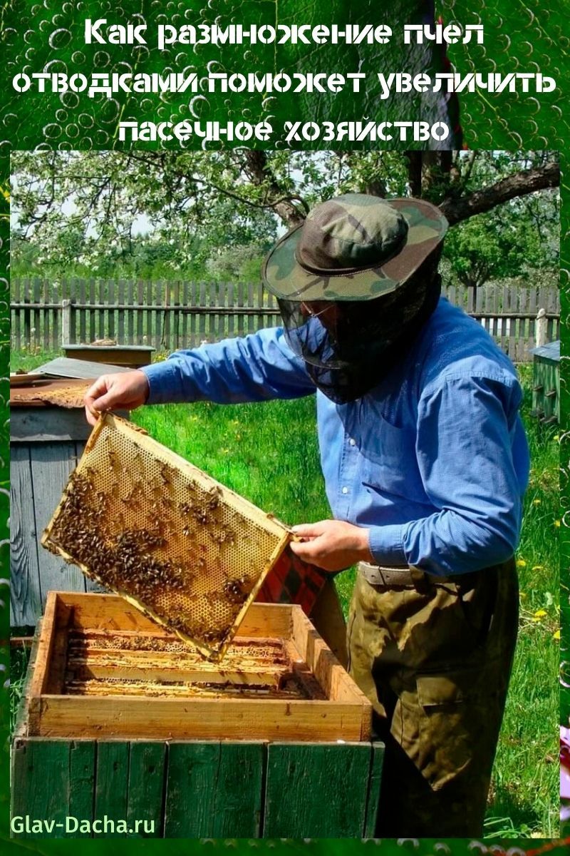 reproducción de abejas por capas