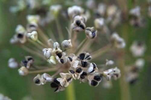 semillas de allium