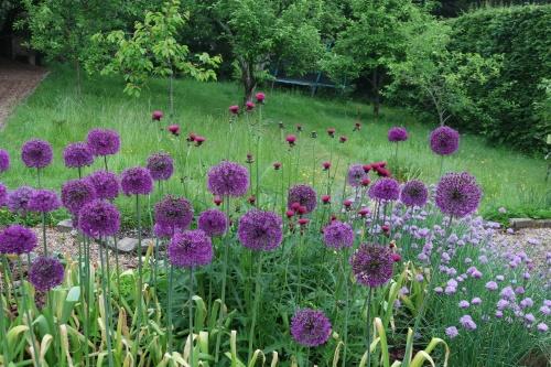 allium